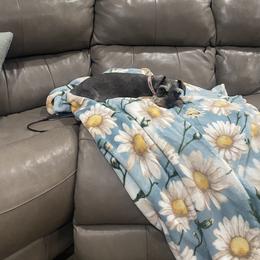Edie - Miniature Schnauzer