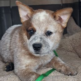 Tabasco - Red mottled male Australian Cattle Dog puppy in China Grove, North Carolina from Indigojos Australian Cattle Dogs