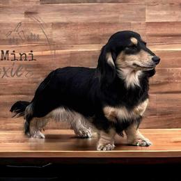 Bonnie - Dachshund