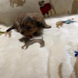 Red female 2 - Red female Dachshund puppy in Winton, North Carolina from Parker’s all American Doxies