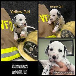 Yellow Girl - White and black female Dalmatian puppy in Colome, South Dakota from KB Ridgebacks and Dals, LLC
