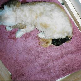 Shih Tzu Puppies from Shih Tzu Dreams Come True