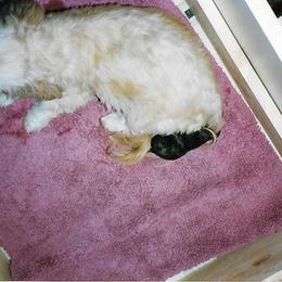 Shih Tzu Puppies from Shih Tzu Dreams Come True
