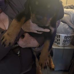 Baby girl - Black and mahogany female Rottweiler puppy in Colorado Springs, Colorado from Von Locher Rotties