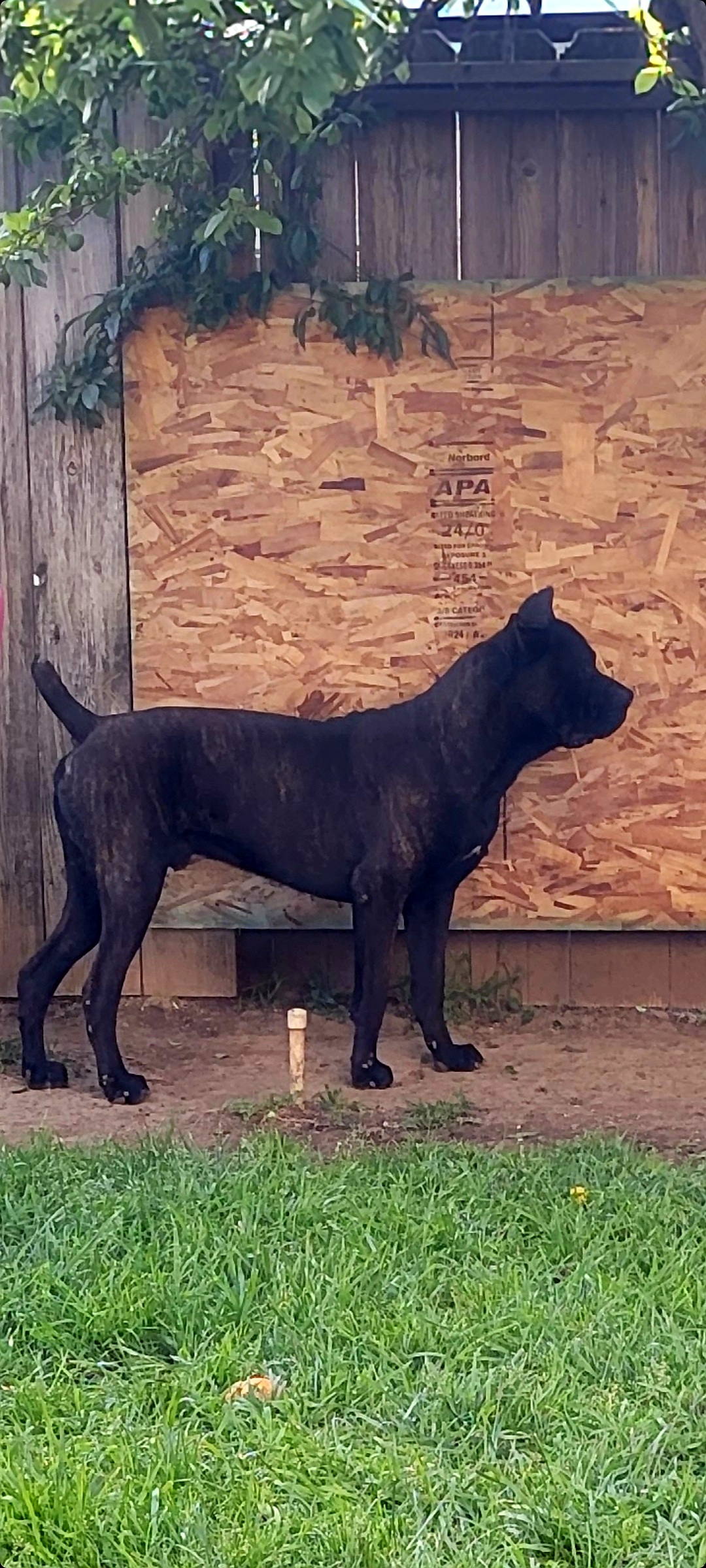 Zues - Cane Corso