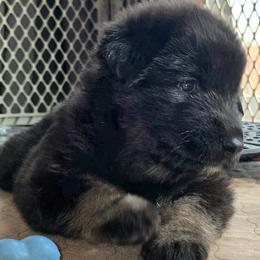 Boy 3 - male Shiloh Shepherd puppy in Anza, California from Stunning Shiloh Shepherds