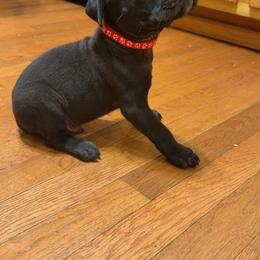 Red Collar Male - Black brindle male Cane Corso puppy in Jasper, Alabama from C&M Cane Corso