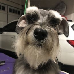Frida - Miniature Schnauzer