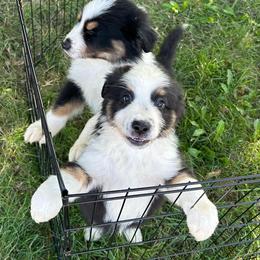 Australian Shepherd Puppies from Lovable Little Aussies