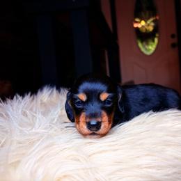 Kolt - Black and tan male Dachshund puppy in Washburn, Tennessee from Clinch Mountain Dachshunds