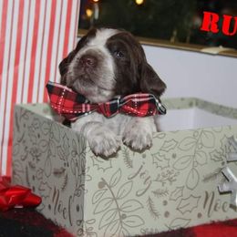 English Springer Spaniel Puppies from South Fork Springers