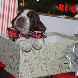 English Springer Spaniel Puppies from South Fork Springers