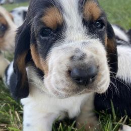 Basset Hounds from Maple Lynn Bassets