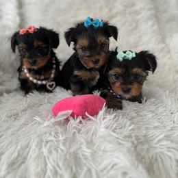 Maltese and Yorkshire Terrier Puppies from Happy Tail Pups