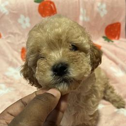 Ralph 1500 - Cream male Poodle puppy in Gastonia, North Carolina from dynasty kennel