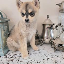 Parsnip - Tri-color female Pomsky puppy in Sand Coulee, Montana from Big Sky Pomskies