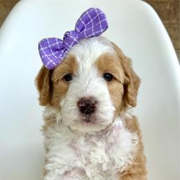 Pearl - Yellow and white female Bernedoodle puppy in Pulaski, Tennessee from Doodle My Heart