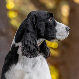 Ella - English Springer Spaniel