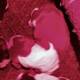Boy 3 - Liver and white male English Springer Spaniel puppy in Illinois from Gentry Springers