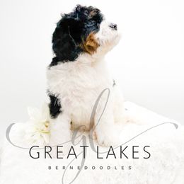 Beacon - Tri-color female Bernedoodle puppy in Baroda, Michigan from Great Lakes Bernedoodles