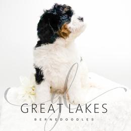 Beacon - Tri-color female Bernedoodle puppy in Baroda, Michigan from Great Lakes Bernedoodles