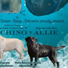 Labrador Retrievers from Mission Ready Retrievers