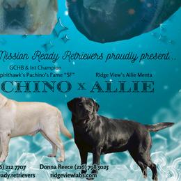 Labrador Retrievers from Mission Ready Retrievers