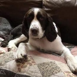 English Springer Spaniel All Grown Up from Klark English Springer Spaniels