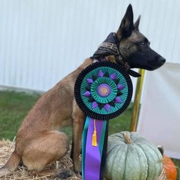 Belgian Malinois, Dutch Shepherds, Jagdterriers, and xDutch Shepherds from Iron Sight K9s
