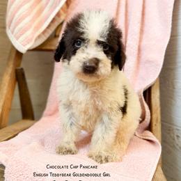 Chocolate Chip Pancake English - Chocolate female Goldendoodle puppy in Grove, Oklahoma from Guinn Family Farms