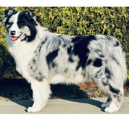 Vega - Blue merle female Border Collie puppy in Dunn, North Carolina from Coylety Kennel