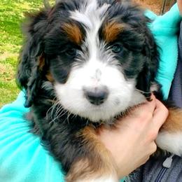 Bernedoodle Puppies from Flat Creek Bernedoodles