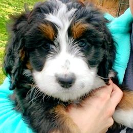 Bernedoodle Puppies from Flat Creek Bernedoodles