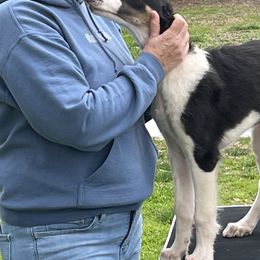 Borzoi and Greyhound Puppies from Kay Henderson