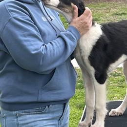 Borzoi and Greyhound Puppies from Kay Henderson