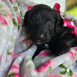Aussiedoodle Puppies from Louisville Doodles