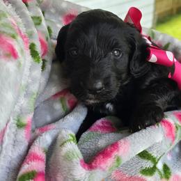 Aussiedoodle Puppies from Louisville Doodles