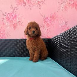 Girl 5(red collar) - Red  female Goldendoodle puppy in Weston, Florida from Lucky's Poodle & Doodles