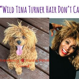 Poodle Puppies from Strawberry Poodle Patch