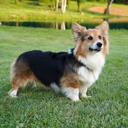 Montana - Pembroke Welsh Corgi