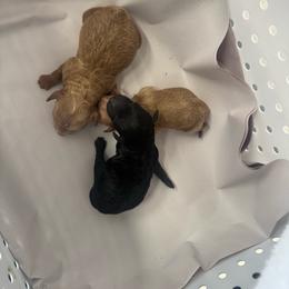 Black Male - Black male Poodle puppy in Bessemer City, North Carolina from JJs Puppies of the Carolinas