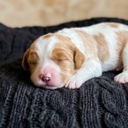 Pearl - Blenheim female Cavapoo puppy in Miami, Oklahoma from BriarCreek Cavapoos