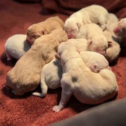 Skye - Yellow female Labrador Retriever puppy in Sweet Home, Oregon from Snowpeak English Labradors