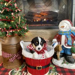 Pembroke Welsh Corgi Puppies from Trowbridge Corgis