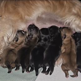 Shih Tzu Puppies from My Precious Paws – Shih Tzu