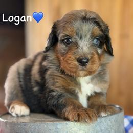 Logan - Blue merle male Aussiedoodle puppy in Lancaster, Minnesota from Finney Ranch