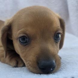 Krypto - Red male Dachshund puppy in Golden Valley, Arizona from Greatest Journey Ranchette