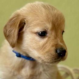 Twist - Golden Retriever puppy from Frankly Golden
