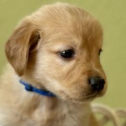 Twist - Golden Retriever puppy from Frankly Golden