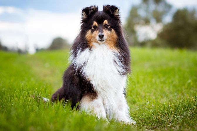 Toy Shetland Sheepdog